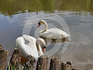 Romantic swans