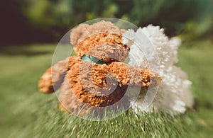 Romantic teddy bears. A couple in love on a date in the summer garden