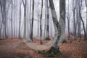 Romantic trail in foggy forest