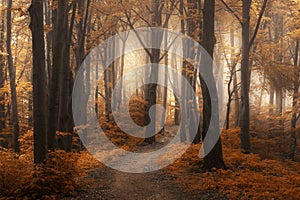 Romantic trail in foggy forest with orange leaves