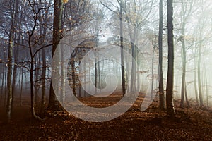 Romantic trail in misty forest