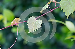 Heart shaped jagged leaf on a vine in selective focus