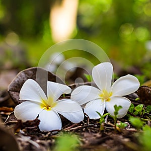 Romantic tropical flowers, white plumeria flowers in square format