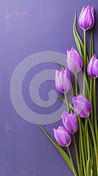 Romantic tulip display Purple bouquet on veri peri background banner