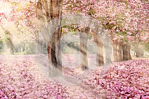 The romantic tunnel of pink flower trees