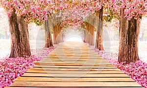 The romantic tunnel of pink flower trees