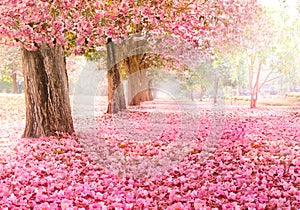 The romantic tunnel of pink flower trees