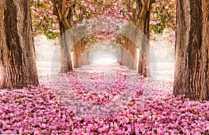 The romantic tunnel of pink flower trees photo