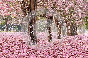 The romantic tunnel of pink flower trees