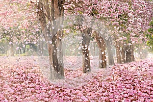 The romantic tunnel of pink flower trees