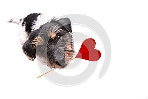 Romantic Valentine Dog .  Cute Jack Russell Terrier doggy carrying a heart and looks up