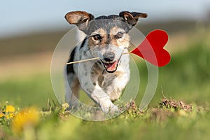 Romantic Valentine Dog .  Cute Jack Russell Terrier doggy carrying a red heart over a dandelion meadow in the season spring