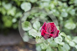 Romantic valentine love Detail closeup red roses in the garden