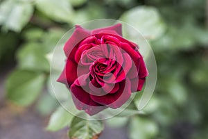 Romantic valentine love Detail closeup red roses in the garden