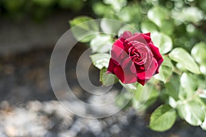 Romantic valentine love Detail closeup red roses in the garden