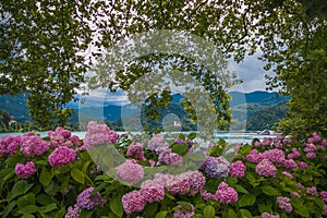 Romantic view of the famous Bled lake with hortensias flowers photo