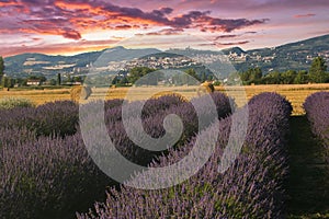 Romantic view of lavender field with Assisi in the background at sunset