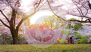 The romantic view of Sakura blooming taken Tokyo Japan