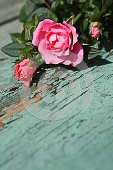 Romantic vintage roses background