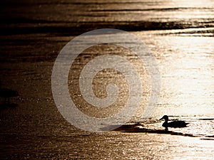 Romantic walk at frozen lake, ducks rest on surface