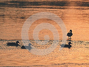 Romantic walk at frozen lake, ducks rest on surface