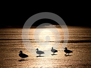 Romantic walk at frozen lake, ducks rest on surface