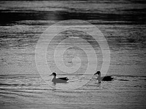 Romantic walk at frozen lake, ducks rest on surface