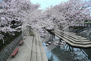 Romantic walkway beneath pink cherry blossoms  Sakura Namiki  along a small river bank in Fukiage City, Konosu, Saitama, Japan