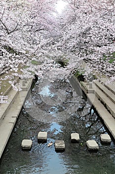 Romantic walkway beneath pink cherry blossoms  Sakura Namiki  along a small river bank in Fukiage City, Konosu, Saitama, Japan