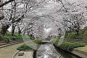 Romantic walkways under an archway of pink cherry blossom trees  Sakura Namiki  along a small river bank