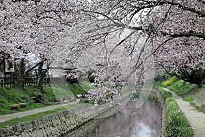 Romantic walkways under an archway of pink cherry blossom trees  Sakura Namiki  along a small river bank in Fukiage City Konosu,