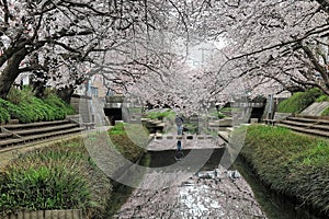 Romantic walkways under the archway of pink cherry tree blossoms