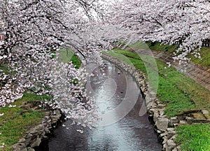 Romantic walkways under pink cherry blossoms  Sakura Namiki  along a small river bank in Fukiage City, Konosu, Saitama, Japan