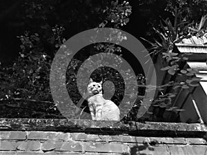 Romantic wall, cat, trees, esoterism and magic in Turin city, Italy. photo