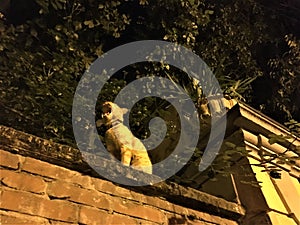 Romantic wall, cat, trees, esoterism and magic in Turin city, Italy. photo