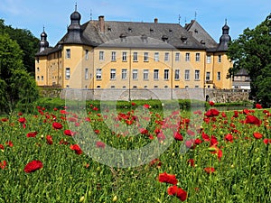 Romantic water castle Schloss Dyck in Juechen in Germany with a poppy flower field