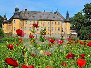 Romantic water castle Schloss Dyck in Juechen in Germany with a poppy flower field
