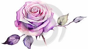 Romantic Watercolor Rose On White Background With Purple Corners