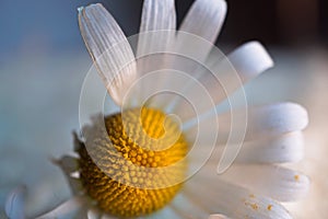 Romantic white daisy flower decorative