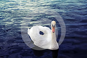 Romantic white swan floats on the the watery surface