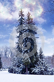 Romantic winter with beautiful trees spruces and snow