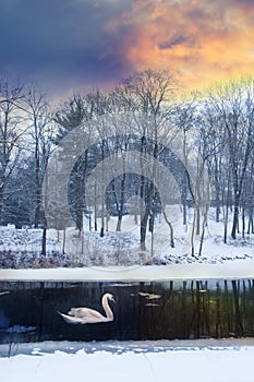 Romantic winter landscape with snow, swam, trees and river in sunset sunrise time