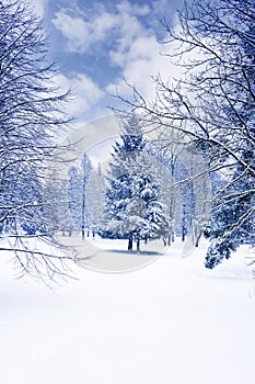 Romantic winter landscape with trees, snow and blue sky