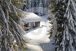 Old wooden snowy ski cabin hidden behind Trees in the Alps near Hauchenberg Diepholz. Allgau, Bavaria, Germany. photo