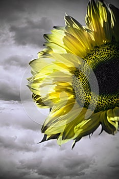 Romantic yellow gray flowery picture with beautiful sunflower
