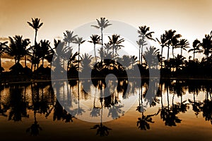 Romantic yellow sunset on a beach full of tall palm trees