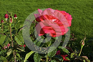 Romantica Rose  823091 photo