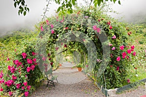 Romantical rosearch in the fog of Madeira