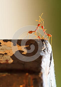 Romantics red ant