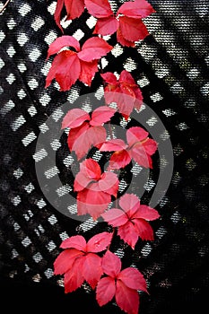 Romantik red leaf ivy detail in life photo